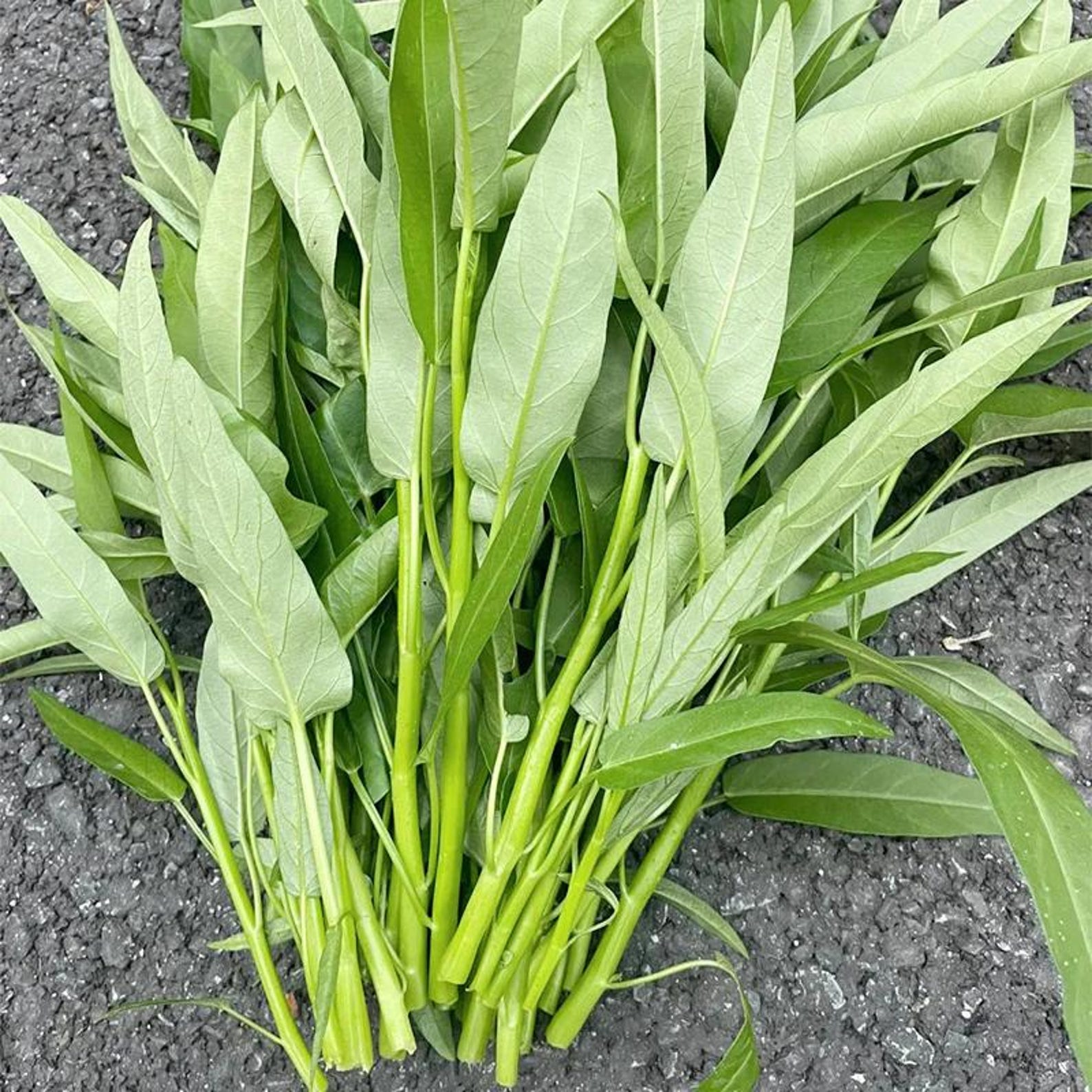 Organic Premium Heirloom Kong Xin Cai Vegetable Seeds Fast Growing High Yield Year Round Planting Ideal for Outdoor Indoor Home Gardens Planting