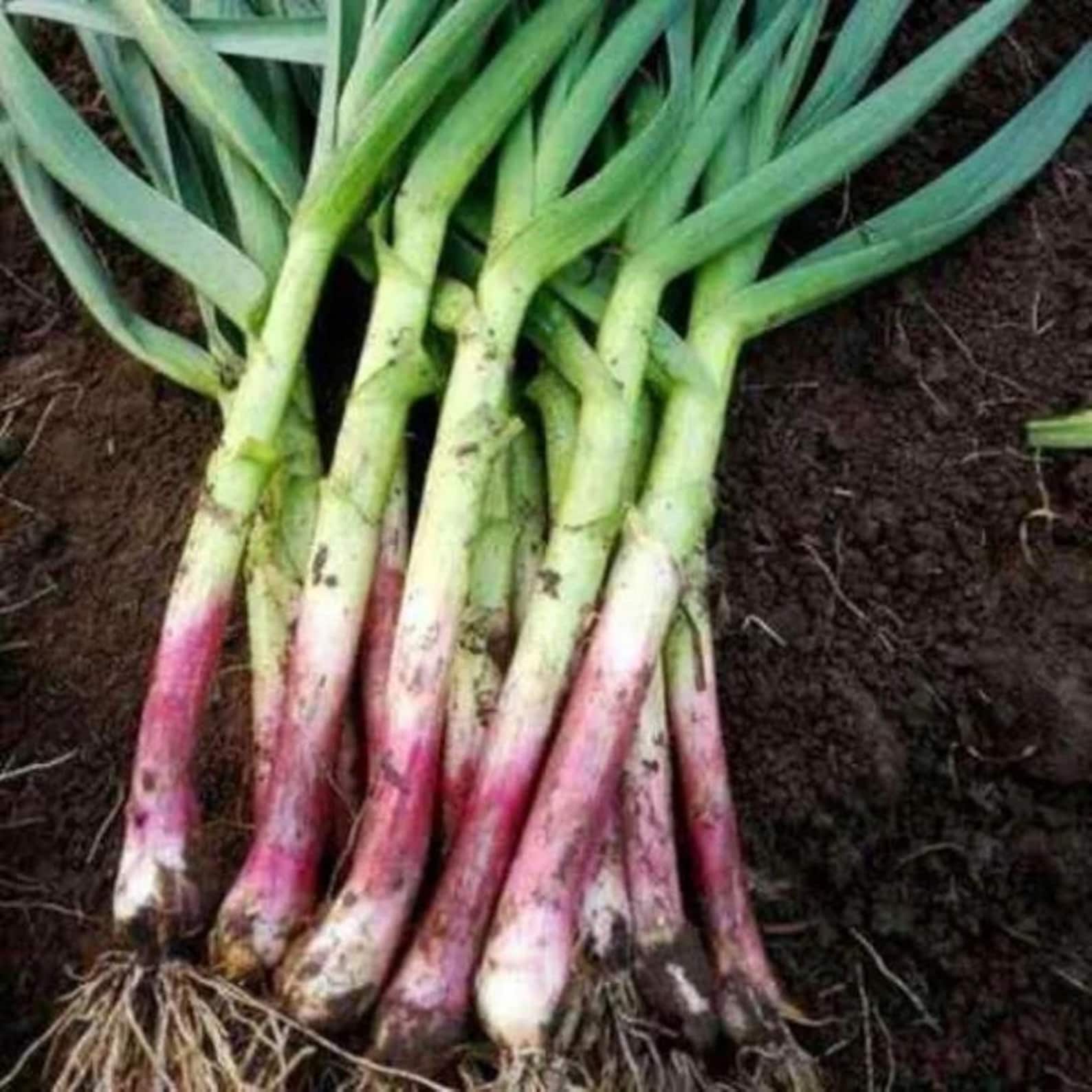 Premium 310 Count High Germination Rate Vegetable Seeds Fast Growing High Yield Easy to Grow for Year Round Planting Container Fields Balcony Home Gardening