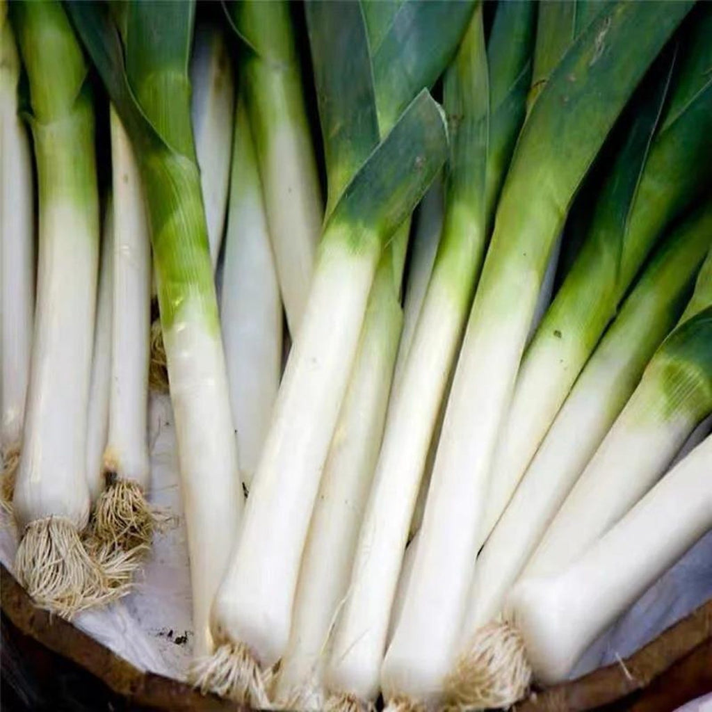 Premium 310 Count High Germination Rate Vegetable Seeds Fast Growing High Yield Easy to Grow for Year Round Planting Container Fields Balcony Home Gardening