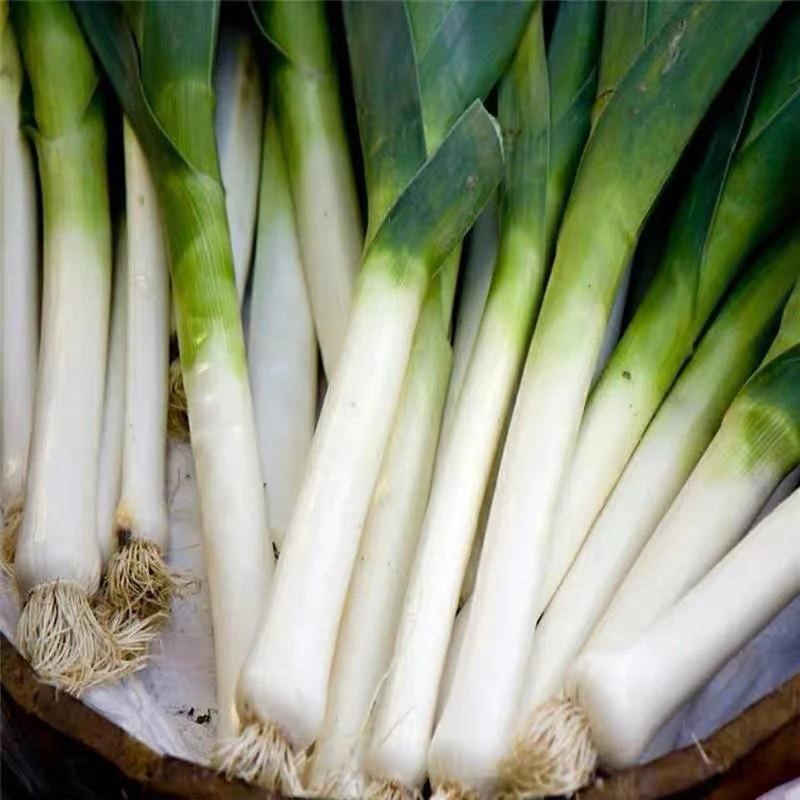 Premium 310 Count High Germination Rate Vegetable Seeds Fast Growing High Yield Easy to Grow for Year Round Planting Container Fields Balcony Home Gardening