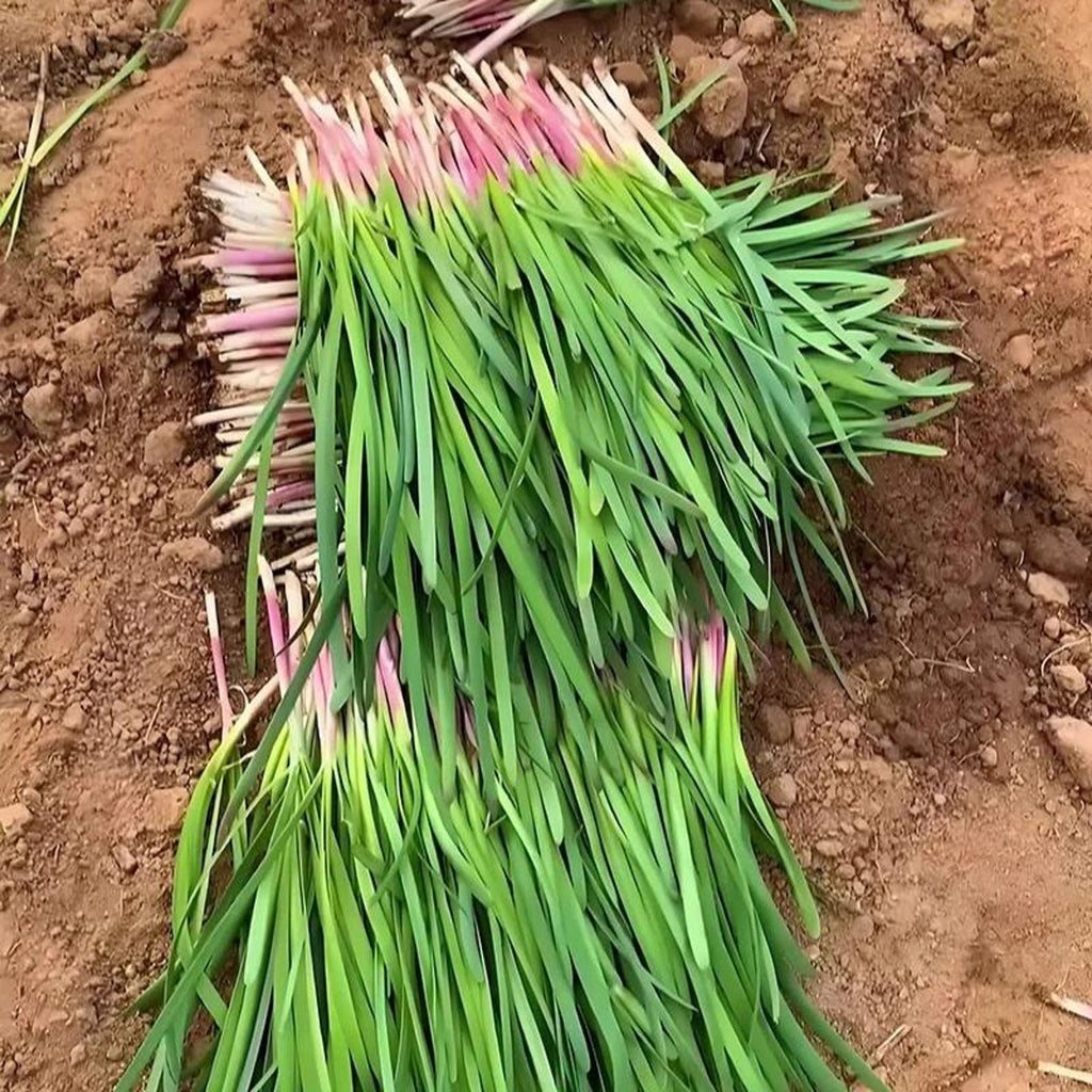 143 Pieces Heirloom High Yield Rare Wide-leaved Chive Seeds Easy to Grow Rich Tender Green Harvest for Container Planting Home Garden