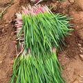 143 Pieces Heirloom High Yield Rare Wide-leaved Chive Seeds Easy to Grow Rich Tender Green Harvest for Container Planting Home Garden