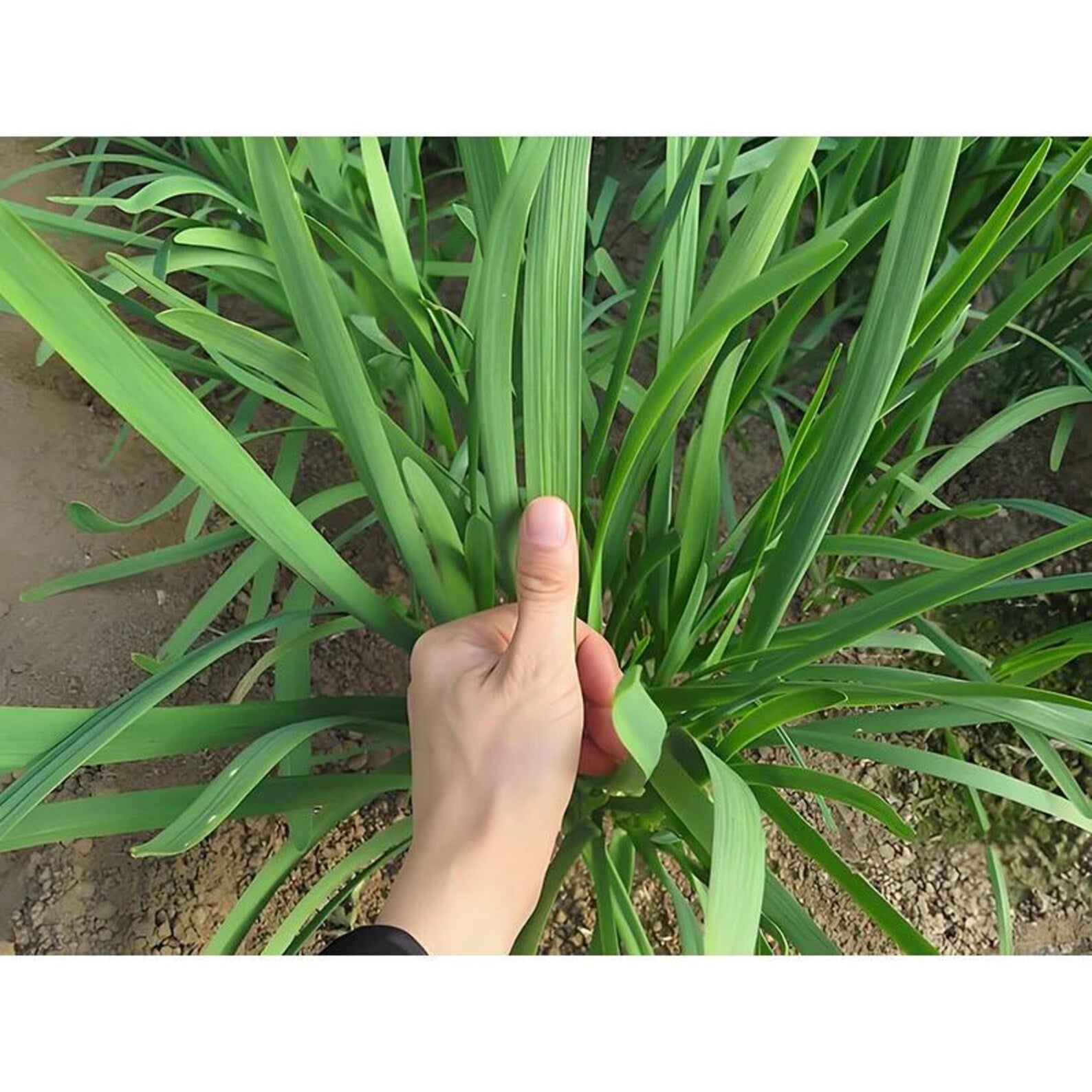 143 Pieces Heirloom High Yield Rare Wide-leaved Chive Seeds Easy to Grow Rich Tender Green Harvest for Container Planting Home Garden