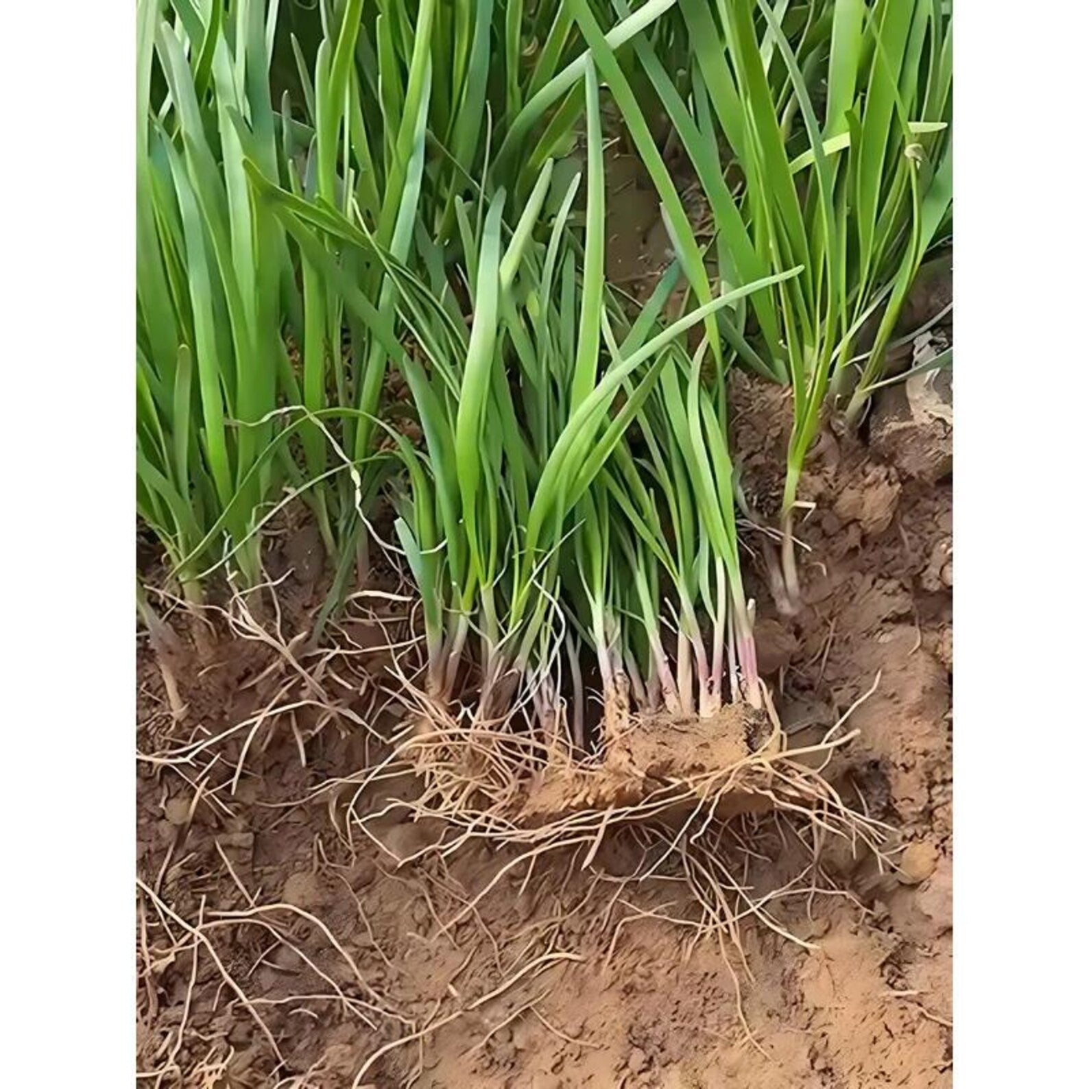 143 Pieces Heirloom High Yield Rare Wide-leaved Chive Seeds Easy to Grow Rich Tender Green Harvest for Container Planting Home Garden