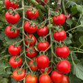 200 Heirloom Rare Organic Heavy Yield Sweet Cluster Tomato Seeds Red Vine Variety for Garden Balcony Container Planting Fresh Eating