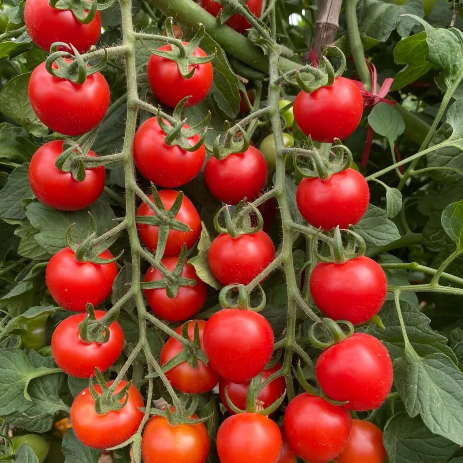 200 Heirloom Rare Organic Heavy Yield Sweet Cluster Tomato Seeds Red Vine Variety for Garden Balcony Container Planting Fresh Eating