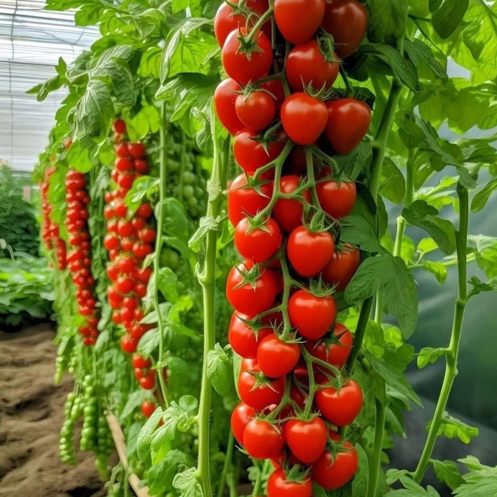 200 Heirloom Rare Organic Heavy Yield Sweet Cluster Tomato Seeds Red Vine Variety for Garden Balcony Container Planting Fresh Eating