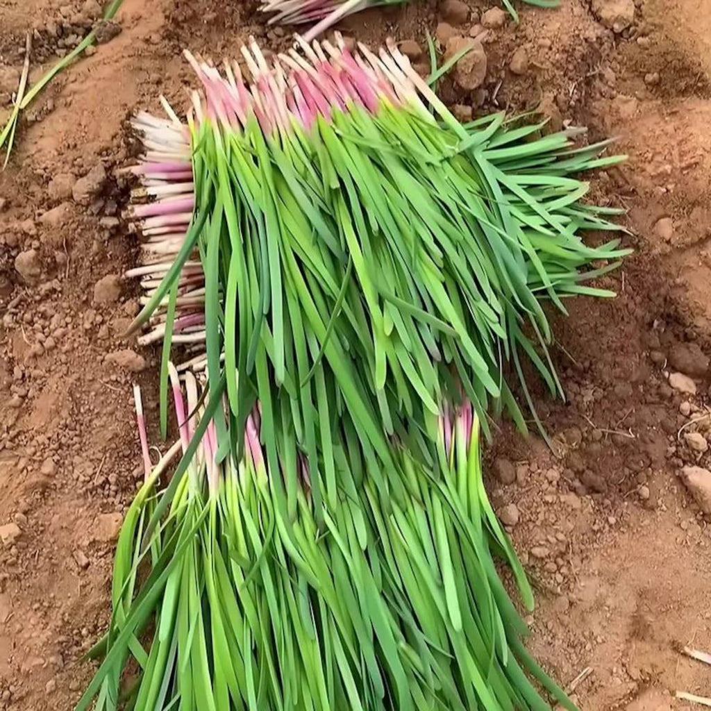 143 Pieces Non-GMO Rare Organic Wide Leaved Chive Seeds Easy to Grow Harvest for Home Garden Container Planting Fresh Edible Herb Seeds