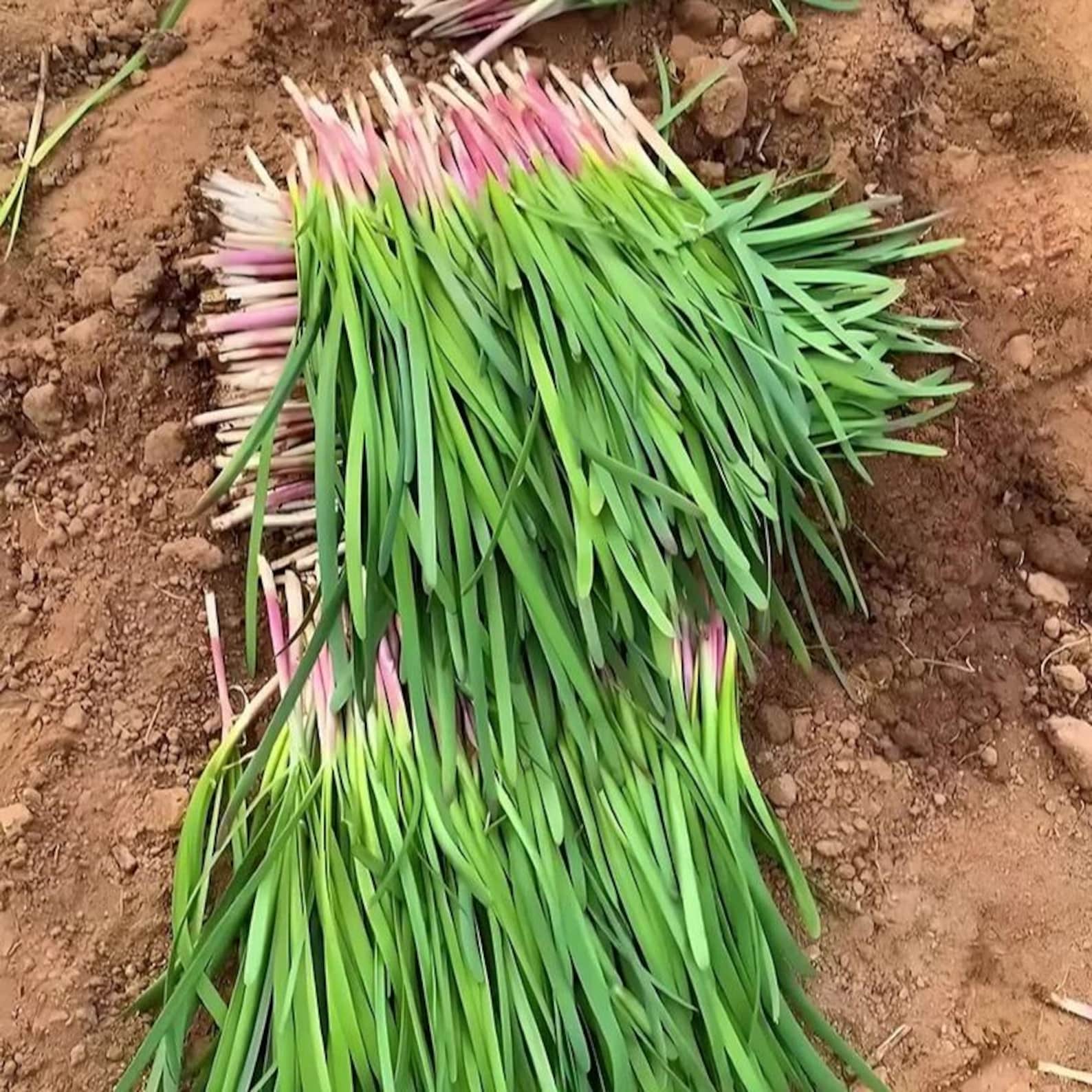 143 Pieces Non-GMO Rare Organic Wide Leaved Chive Seeds Easy to Grow Harvest for Home Garden Container Planting Fresh Edible Herb Seeds