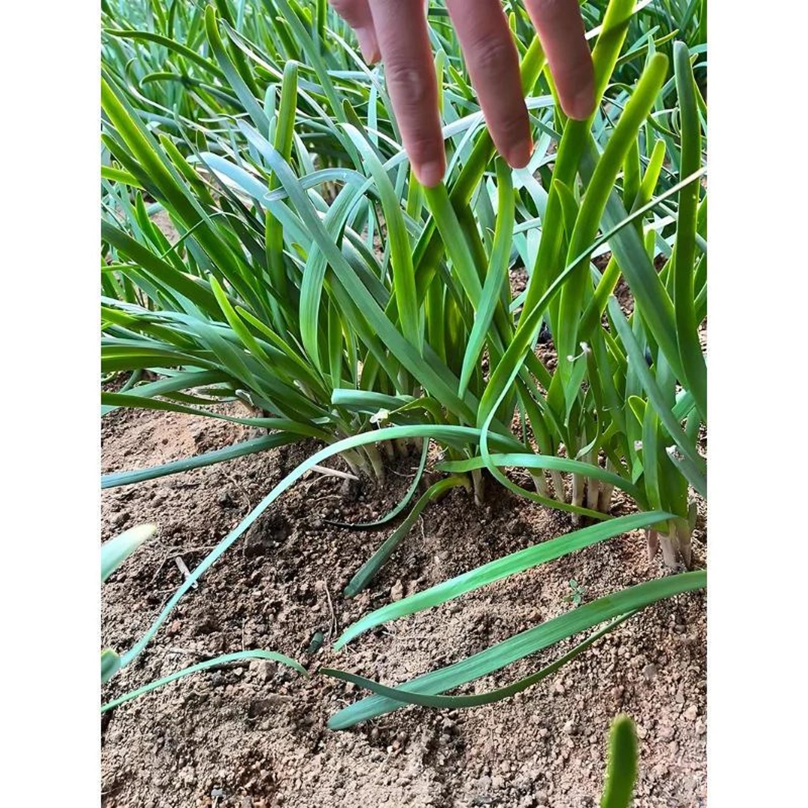 143 Pieces Non-GMO Rare Organic Wide Leaved Chive Seeds Easy to Grow Harvest for Home Garden Container Planting Fresh Edible Herb Seeds