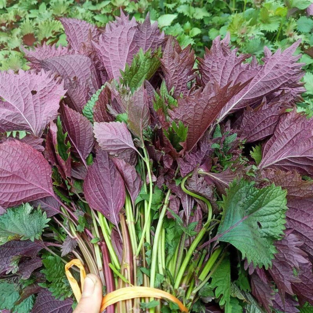 144 Pieces Organic Open-Pollinated High Yield Perilla Seeds Fresh Eating Vegetable Seeds for Four Season Indoor Outdoor Home Garden Planting