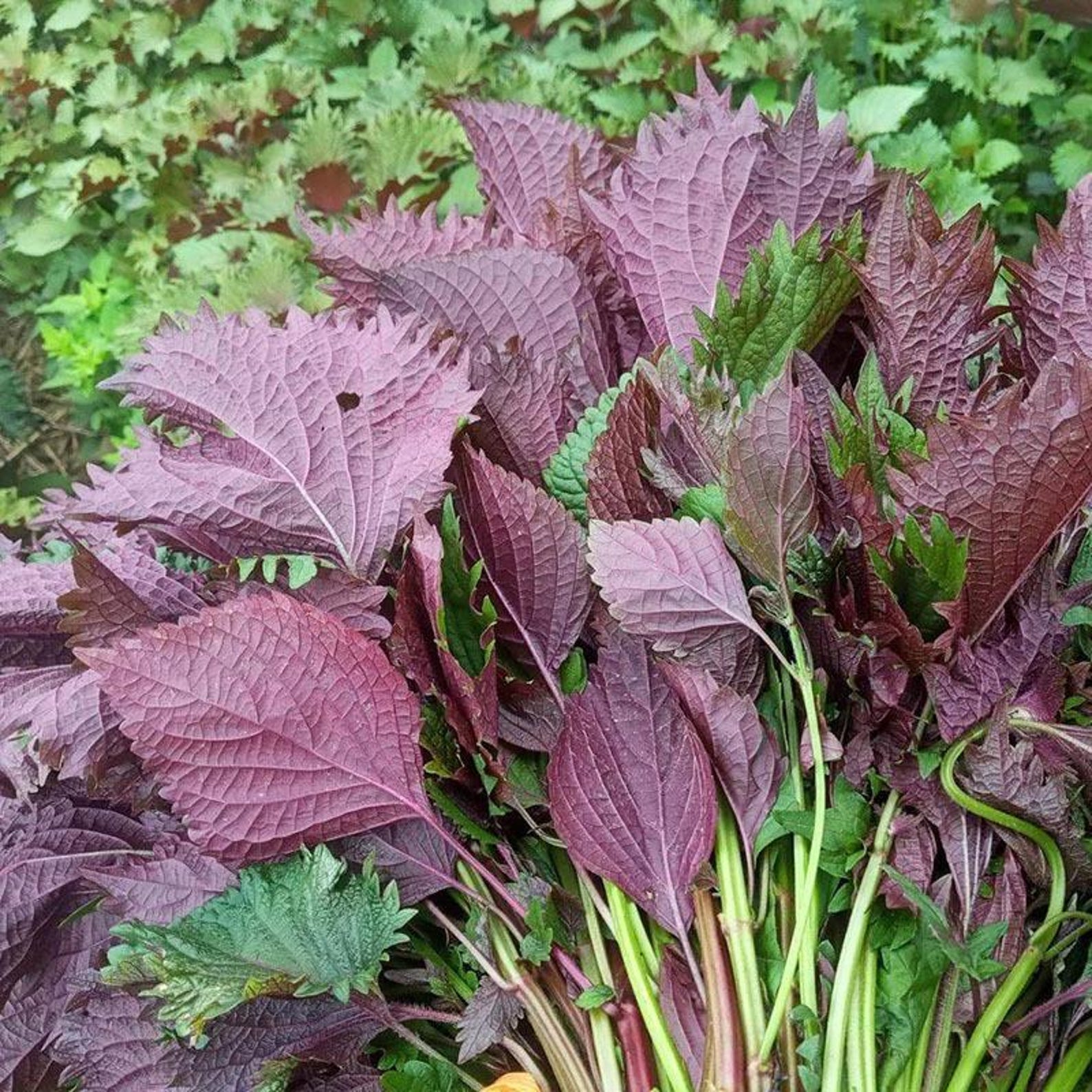 144 Pieces Organic Open-Pollinated High Yield Perilla Seeds Fresh Eating Vegetable Seeds for Four Season Indoor Outdoor Home Garden Planting
