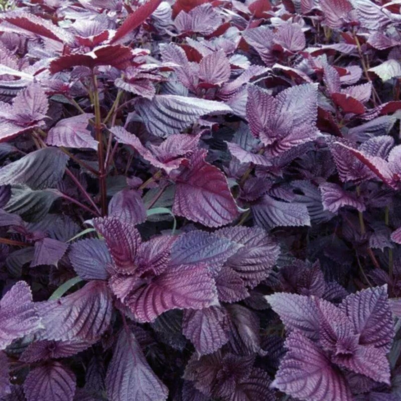 144 Pieces Organic Open-Pollinated High Yield Perilla Seeds Fresh Eating Vegetable Seeds for Four Season Indoor Outdoor Home Garden Planting