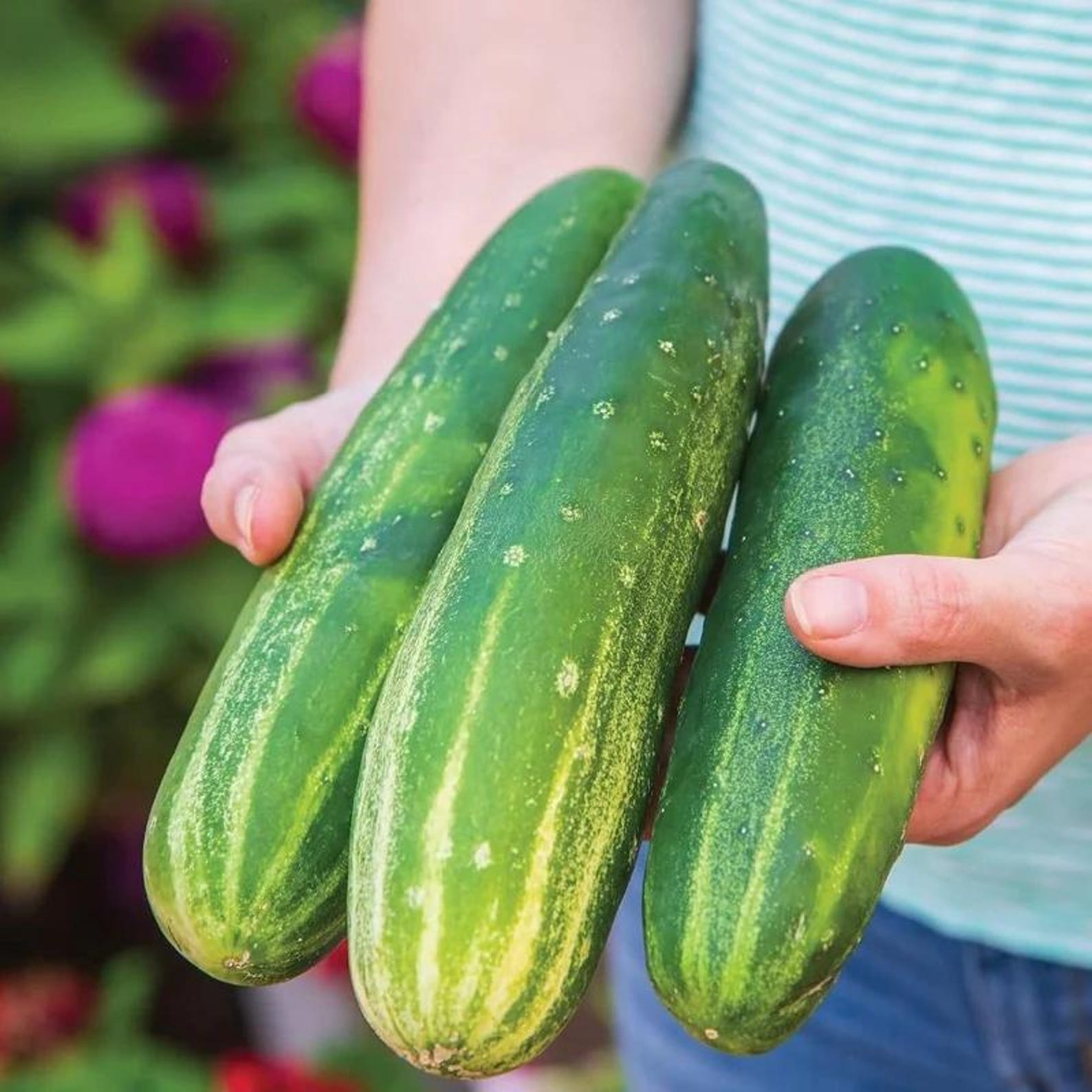 171 Pieces Burpee Straight Eight Thin-skinned Cucumber Seeds Non-GMO Open-Pollinated High Yield Fresh Eating for Outdoor Garden Container Planting
