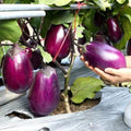 149 Seeds per Pack Purple Eggplant Seeds Non-GMO Heirloom Easy to Grow for Home Garden Outdoor Container Planting Fresh Eating