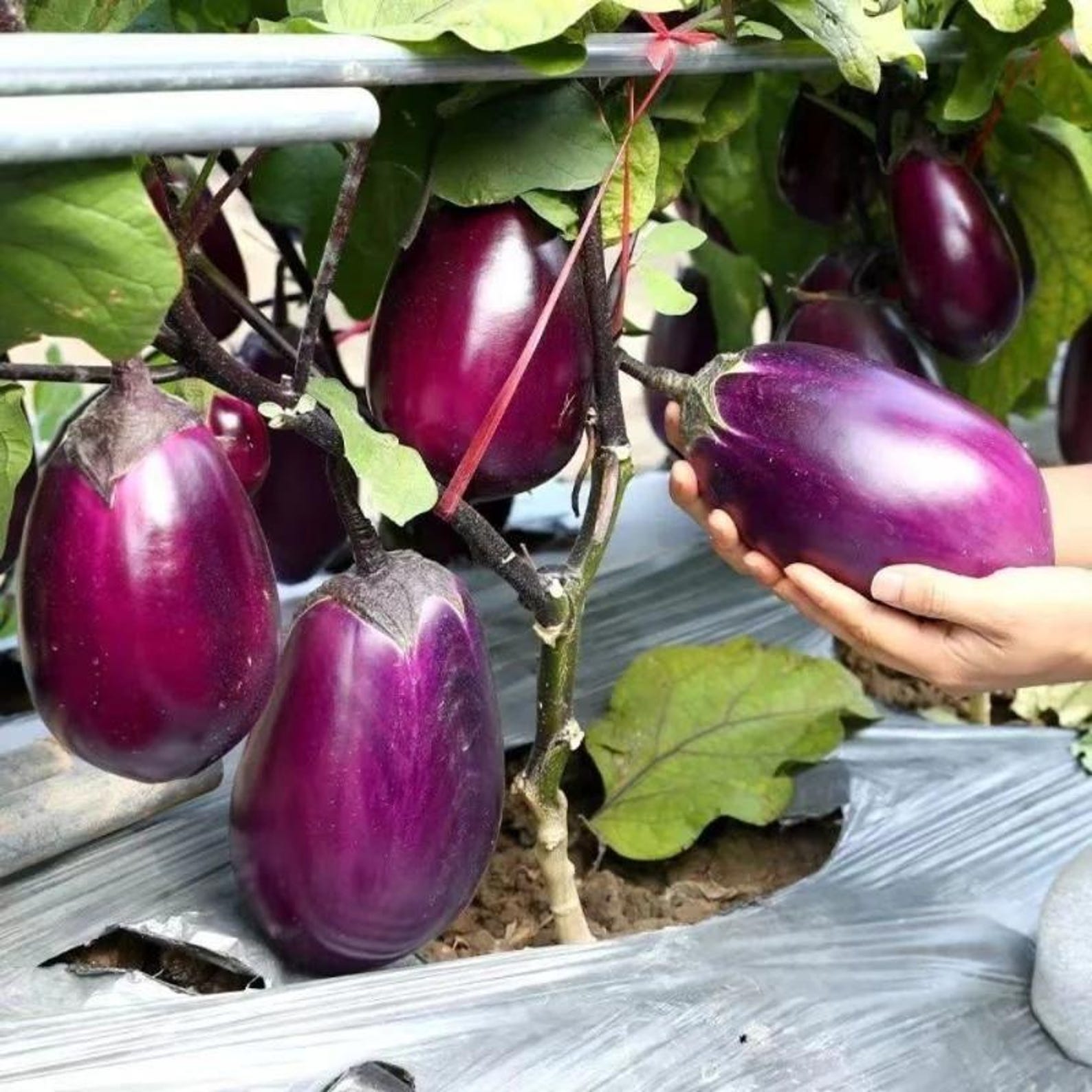 149 Seeds per Pack Purple Eggplant Seeds Non-GMO Heirloom Easy to Grow for Home Garden Outdoor Container Planting Fresh Eating