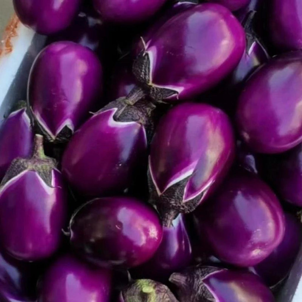 149 Seeds per Pack Purple Eggplant Seeds Non-GMO Heirloom Easy to Grow for Home Garden Outdoor Container Planting Fresh Eating