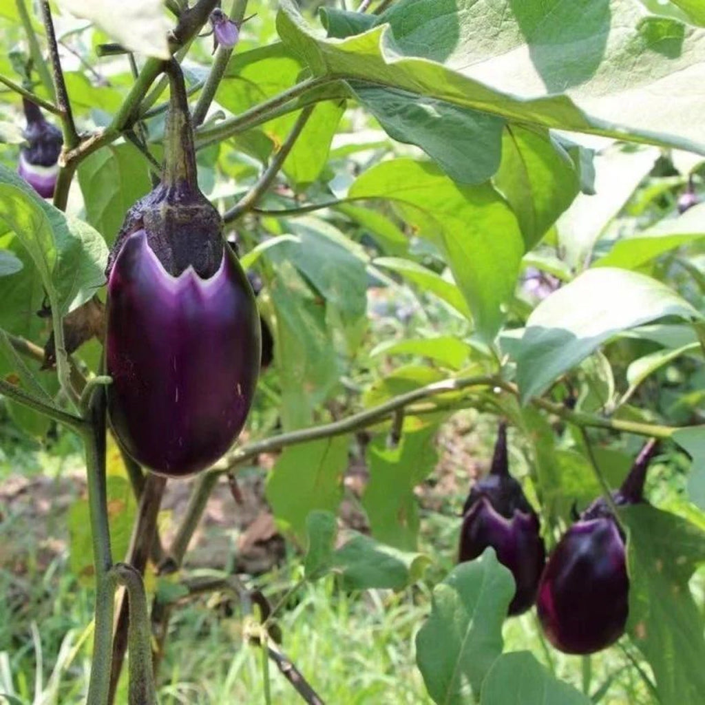 149 Seeds per Pack Purple Eggplant Seeds Non-GMO Heirloom Easy to Grow for Home Garden Outdoor Container Planting Fresh Eating