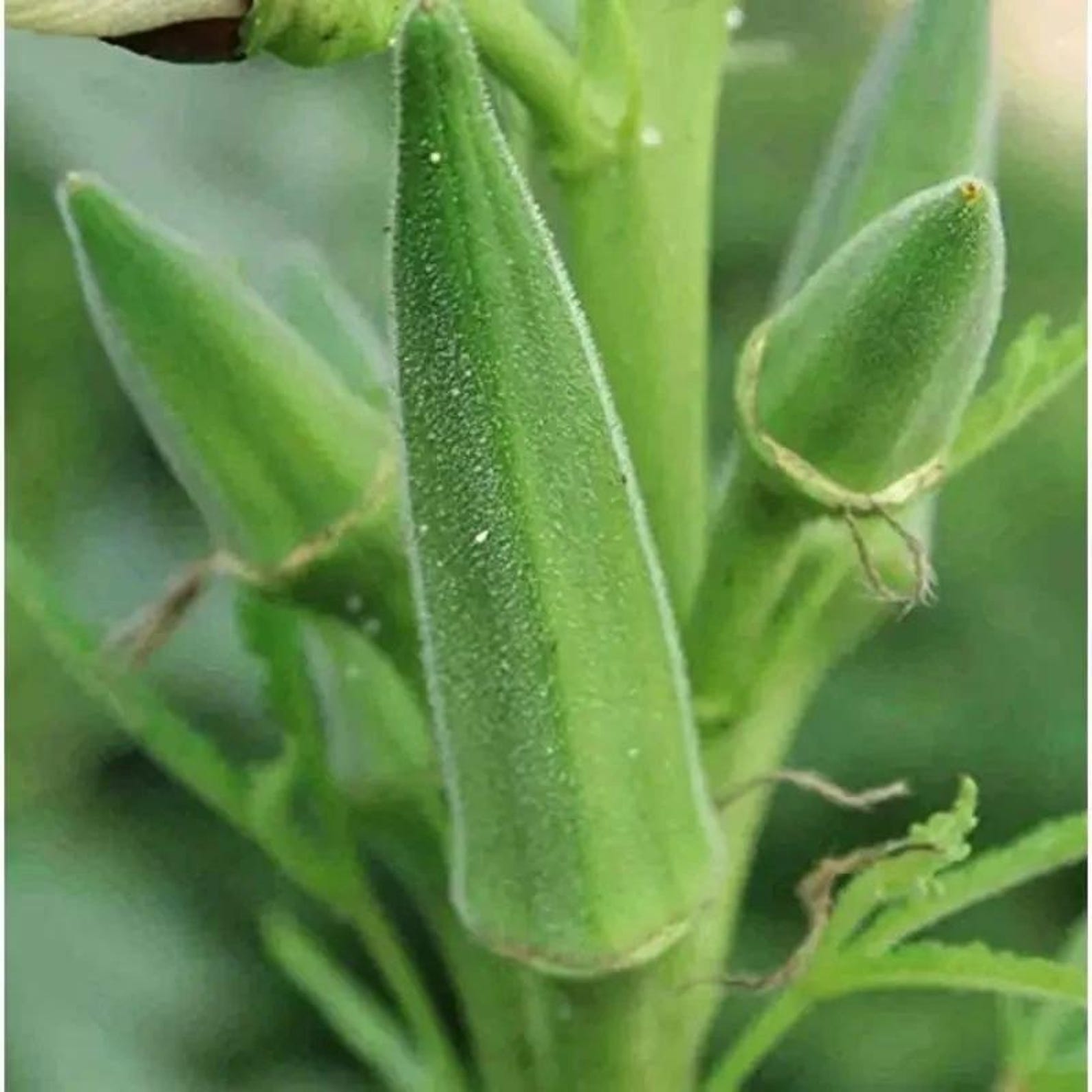 139Pcs Organic Open-Pollinated Clemson Thornless Okra Seeds Easy to Grow Fresh Eating Vegetable Seeds for Container Home Garden Planting