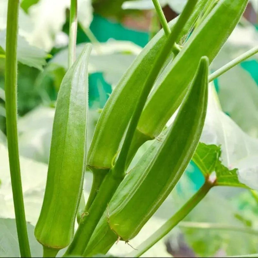 139Pcs Organic Open-Pollinated Clemson Thornless Okra Seeds Easy to Grow Fresh Eating Vegetable Seeds for Container Home Garden Planting