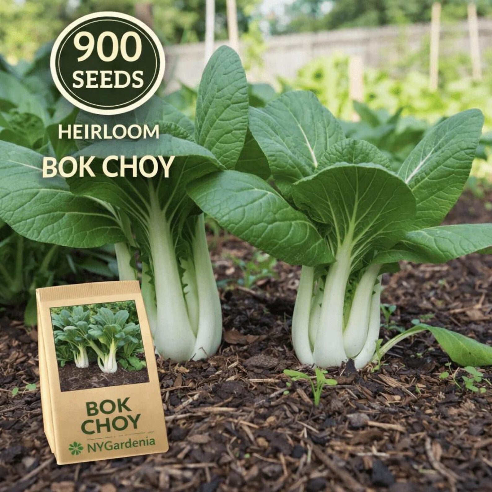 900 Count Non-GMO Heirloom Bok Choy Seeds for Planting Asian Green Vegetable Tender Stems Leaves Fast Growing High Yield Container Planting Easy to Grow