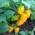 265 Count Super Spicy Devil Pepper Seeds Vegetable Spice Chili Pepper Seeds High Yield Easy to Grow for Potted Plants Home Garden Outdoor Indoor