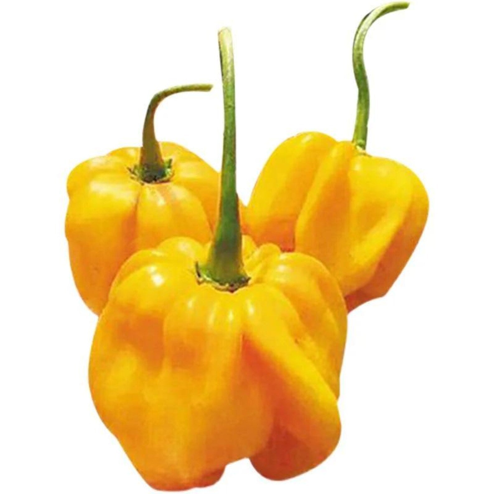 265 Count Super Spicy Devil Pepper Seeds Vegetable Spice Chili Pepper Seeds High Yield Easy to Grow for Potted Plants Home Garden Outdoor Indoor