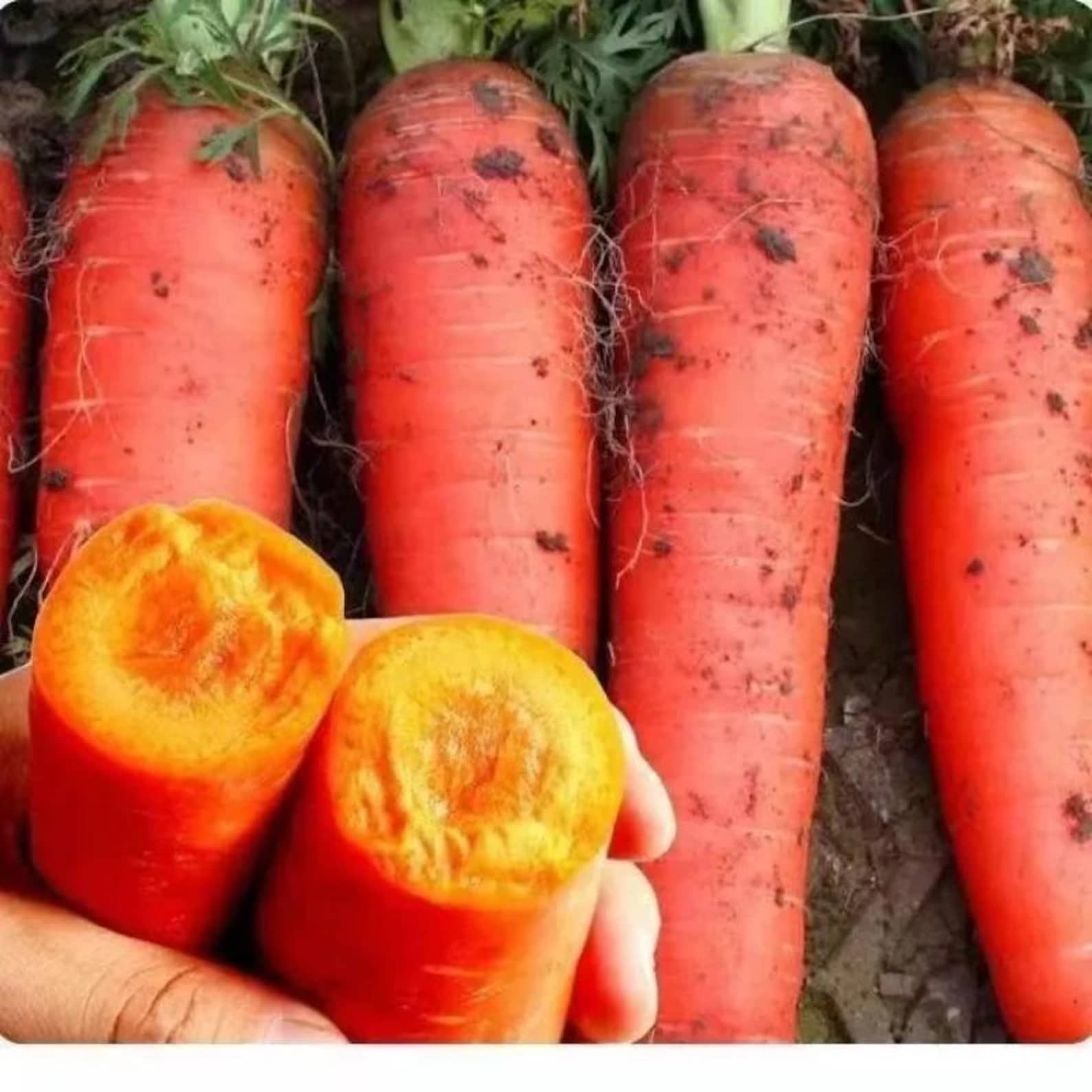 210 PCS Heirloom Non-GMO Carrot Seeds Fast Growing Easy to Grow Fresh Eating Annual Full Sun Vegetable Seeds for Home Garden Indoor Outdoor