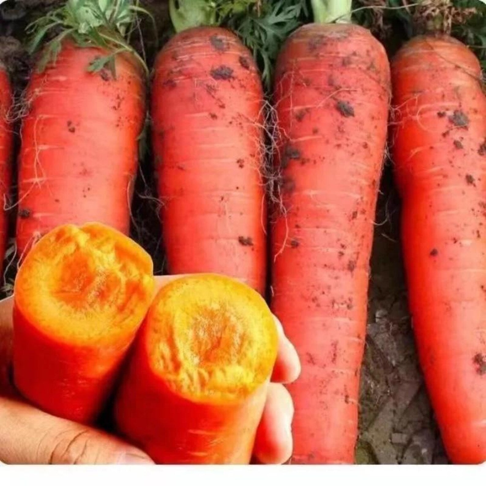 210 PCS Heirloom Non-GMO Carrot Seeds Fast Growing Easy to Grow Fresh Eating Annual Full Sun Vegetable Seeds for Home Garden Indoor Outdoor