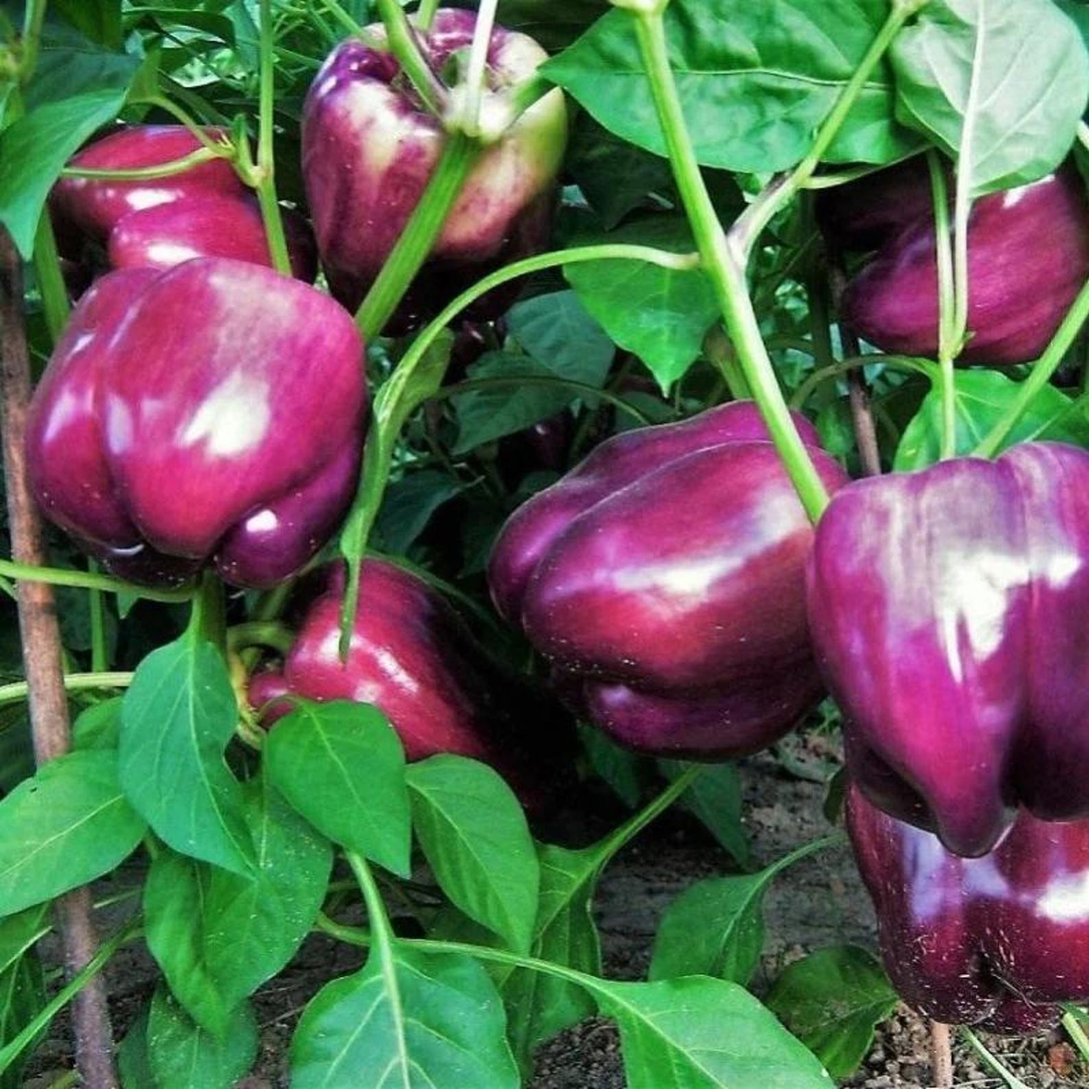 139PCS Organic Non-GMO Heirloom Sweet Pepper Seeds Fast Growing Easy to Grow Vegetable Seeds for Outdoor Indoor Home Garden Planting