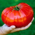 185PCS High Yield Heirloom Non-GMO Vegetable Seeds Fast Growing Easy to Grow Home Garden Seeds for Planting Outdoor Indoor Gardening Growing