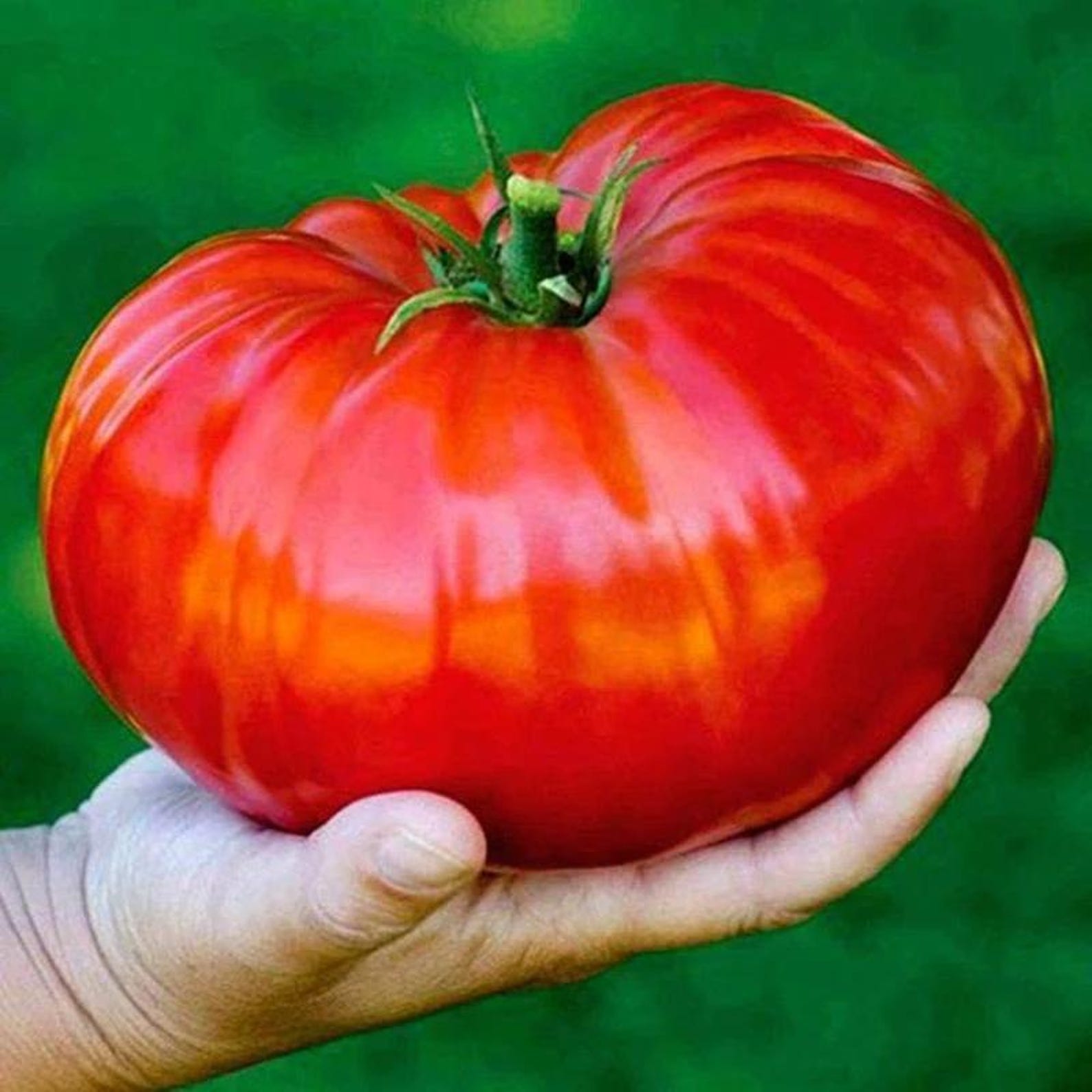 185PCS High Yield Heirloom Non-GMO Vegetable Seeds Fast Growing Easy to Grow Home Garden Seeds for Planting Outdoor Indoor Gardening Growing