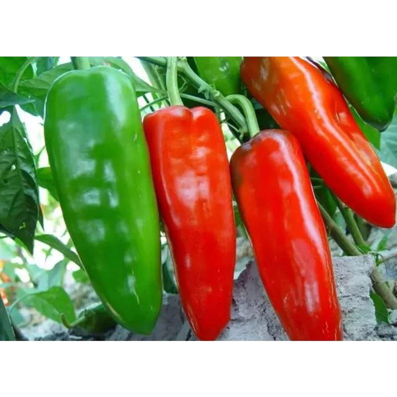 171 Count Heirloom Non-GMO Sweet Pepper Seeds Fast Growing Garden Vegetable Seeds for Red Green Chili Potted Plants Home Garden Indoor Outdoor