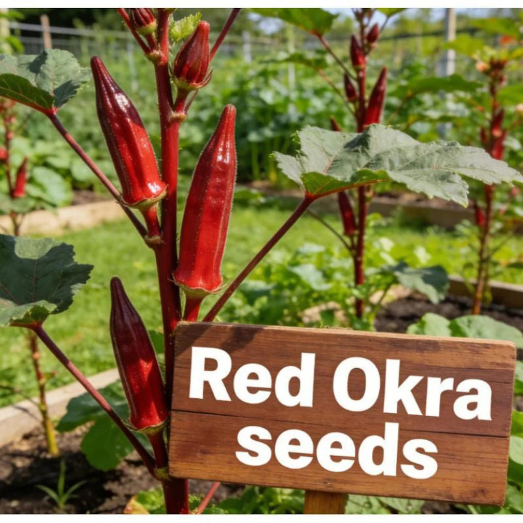 41PCS Red Okra Seeds Open Pollinated Non GMO Organic Heirloom Home Garden Vegetable Seeds Tall Plants for Outdoor Garden Planting Growing