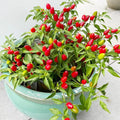 223PCS Non-GMO Heirloom Open-Pollinated Pepper Seeds Fast Growing Fresh Eating for Family Balcony Potted Vegetable Plants Indoor Outdoor Home Gardens
