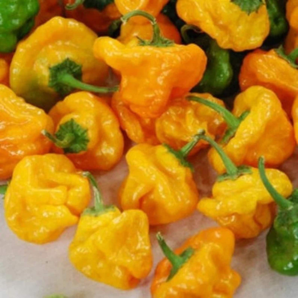 129PCS GMO Free Organic Scotch Bonnet Pepper Vegetable Seeds Fast Growing High Yield Container Planting Fresh Eating for Home Gardens