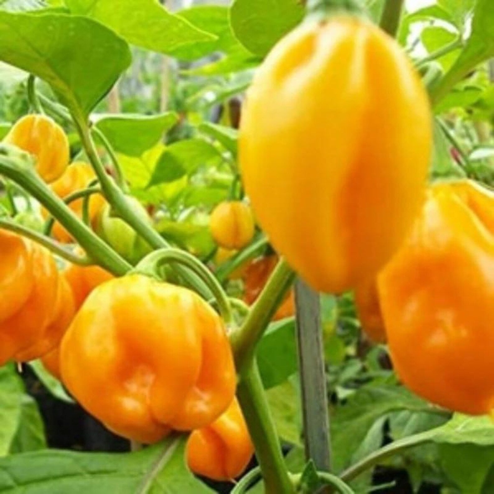 129PCS GMO Free Organic Scotch Bonnet Pepper Vegetable Seeds Fast Growing High Yield Container Planting Fresh Eating for Home Gardens