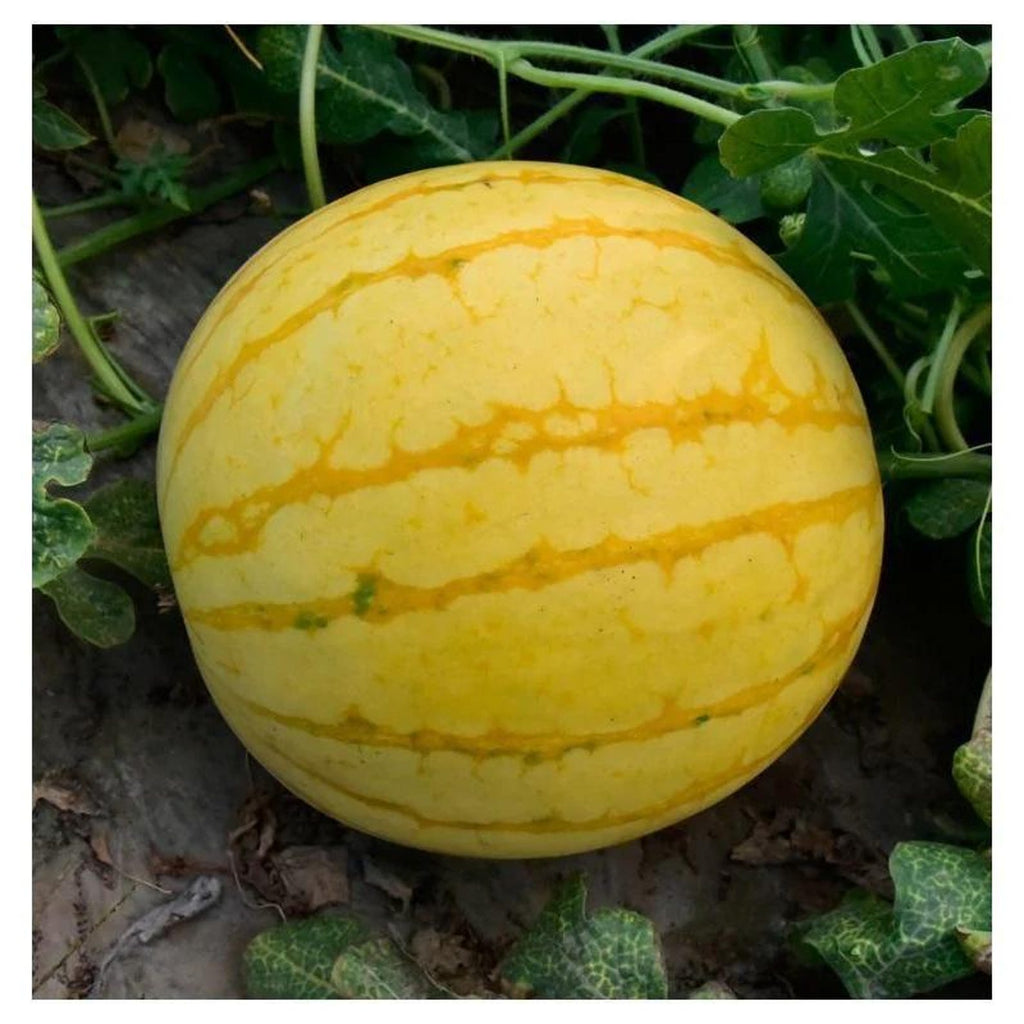 205 Count Premium Golden Unicorn Watermelon Seeds Citrullus lanatus Yellow Skin Red Flesh Early Maturing Sweet Thin Skinned for Home Garden