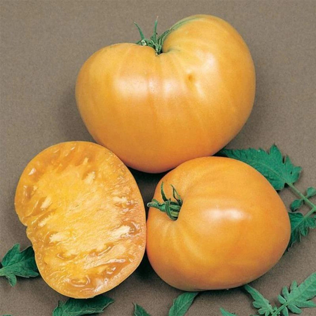 200 Pieces Premium Orange Oxheart Tomato Seeds Heirloom Non-GMO Rare Vegetable Seeds Non-GMO High Yield for Home Garden Container Planting Fresh Eating