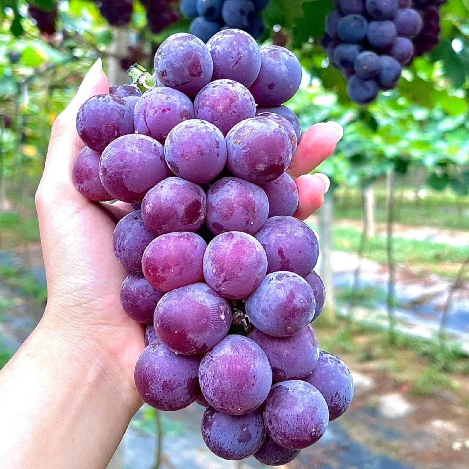 50 Pieces Purple Grape Seeds Sweet Juicy Fruit Vines Rare Non-GMO Fruit Seeds Easy to Grow for Home Gardens Trellises Container Outdoor Planting