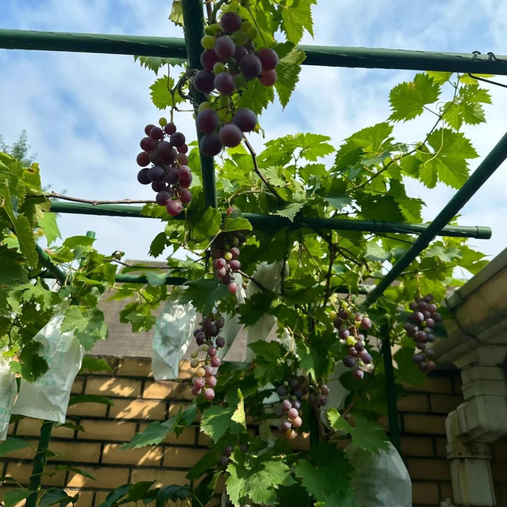 50 Pieces Purple Grape Seeds Sweet Juicy Fruit Vines Rare Non-GMO Fruit Seeds Easy to Grow for Home Gardens Trellises Container Outdoor Planting