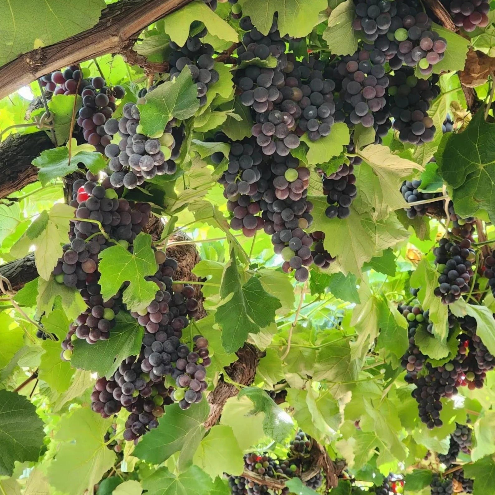 50 Pieces Purple Grape Seeds Sweet Juicy Fruit Vines Rare Non-GMO Fruit Seeds Easy to Grow for Home Gardens Trellises Container Outdoor Planting