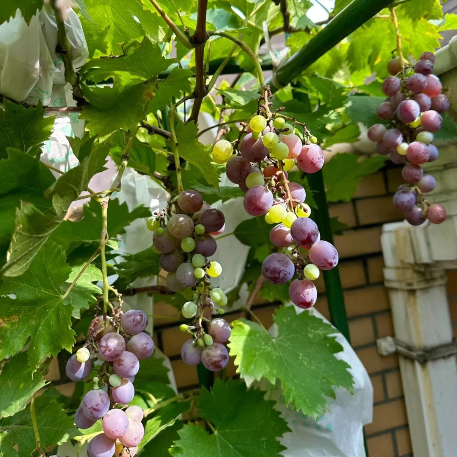 50 Pieces Purple Grape Seeds Sweet Juicy Fruit Vines Rare Non-GMO Fruit Seeds Easy to Grow for Home Gardens Trellises Container Outdoor Planting