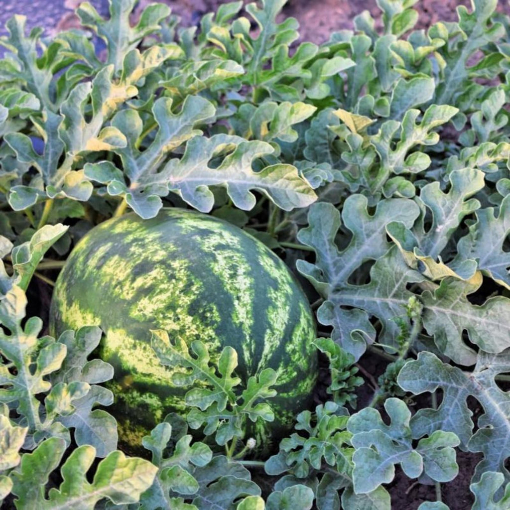 165 Pieces Jubilee Melon Seeds with Extra Free 500 Seeds Non-GMO Fast Growing Open-Pollinated Rare Fruit Seeds for Home Garden Outdoor Planting Fresh Eating