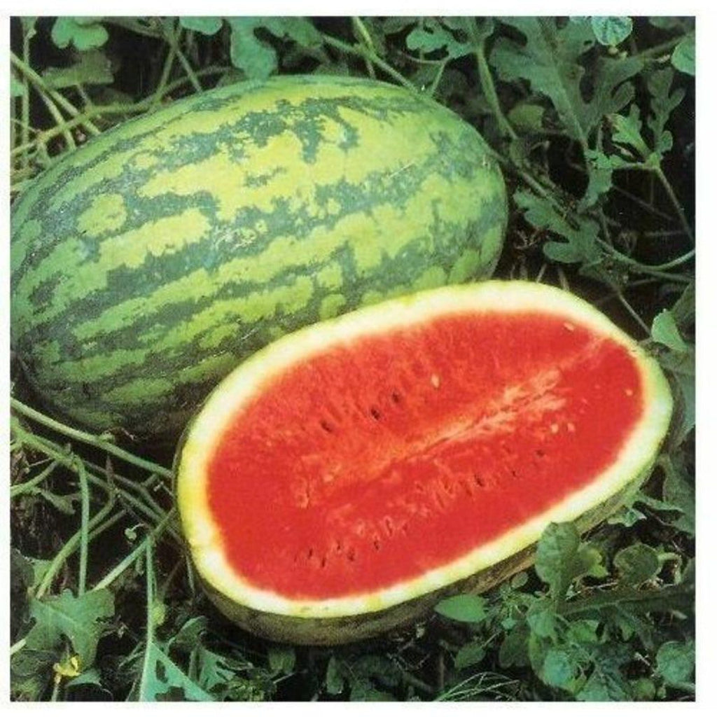 165 Pieces Jubilee Melon Seeds with Extra Free 500 Seeds Non-GMO Fast Growing Open-Pollinated Rare Fruit Seeds for Home Garden Outdoor Planting Fresh Eating