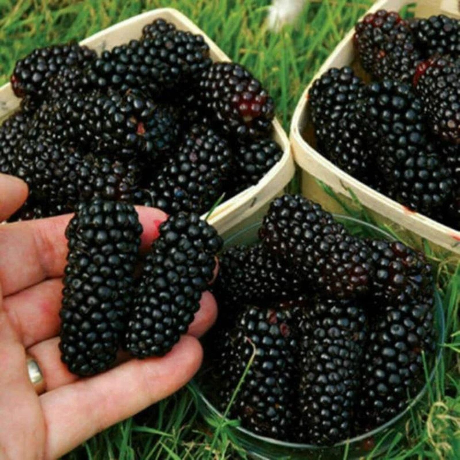 197 Pieces Heirloom Giant Thornless Blackberry Seeds Perennial Fast Growing High Yield Delicious Blackberry Fruits Non-GMO Easy to Grow for Home Garden Fresh Eating