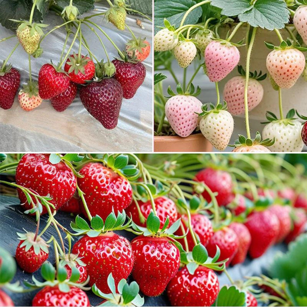 3 Varieties Organic Heirloom Strawberry Seeds Fast Growing Open Pollinated Delicious Fresh Eating Fruits Seeds for Home Gardening Outdoor Indoor Planting