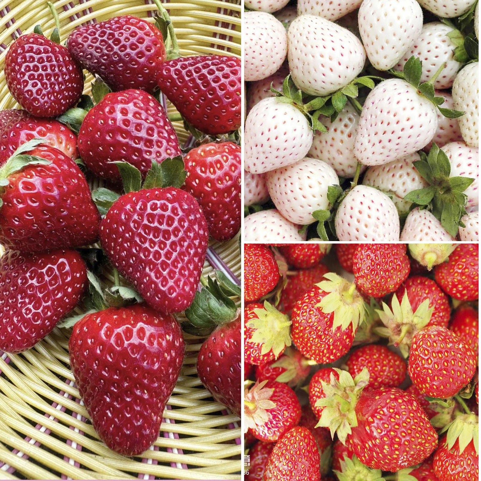 3 Varieties Organic Heirloom Strawberry Seeds Fast Growing Open Pollinated Delicious Fresh Eating Fruits Seeds for Home Gardening Outdoor Indoor Planting