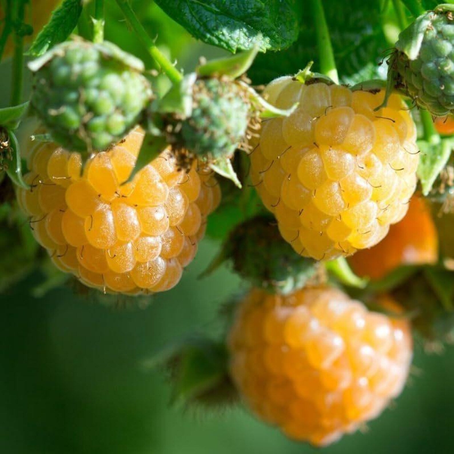 Premium Rare Raspberry Plant Seeds Artificially Cultivated Sweet Bush High Yield Easy to Grow UV Resistant Non-GMO Fruit Seeds for Home Garden Container Planting