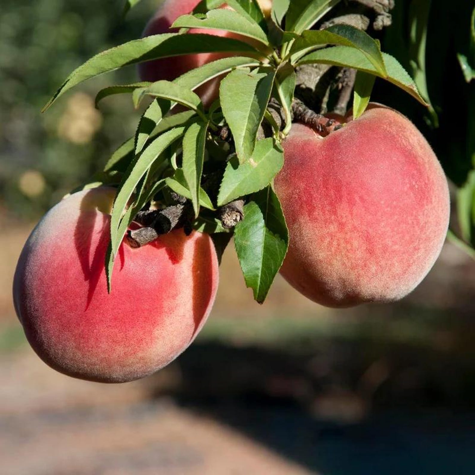 79 Pieces Dwarf Peach Tree Seeds Open-Pollinated Non-GMO Heirloom Non-GMO Fruit Seeds for Home Container Garden Planting Fresh Eating Rare Delicious Peaches